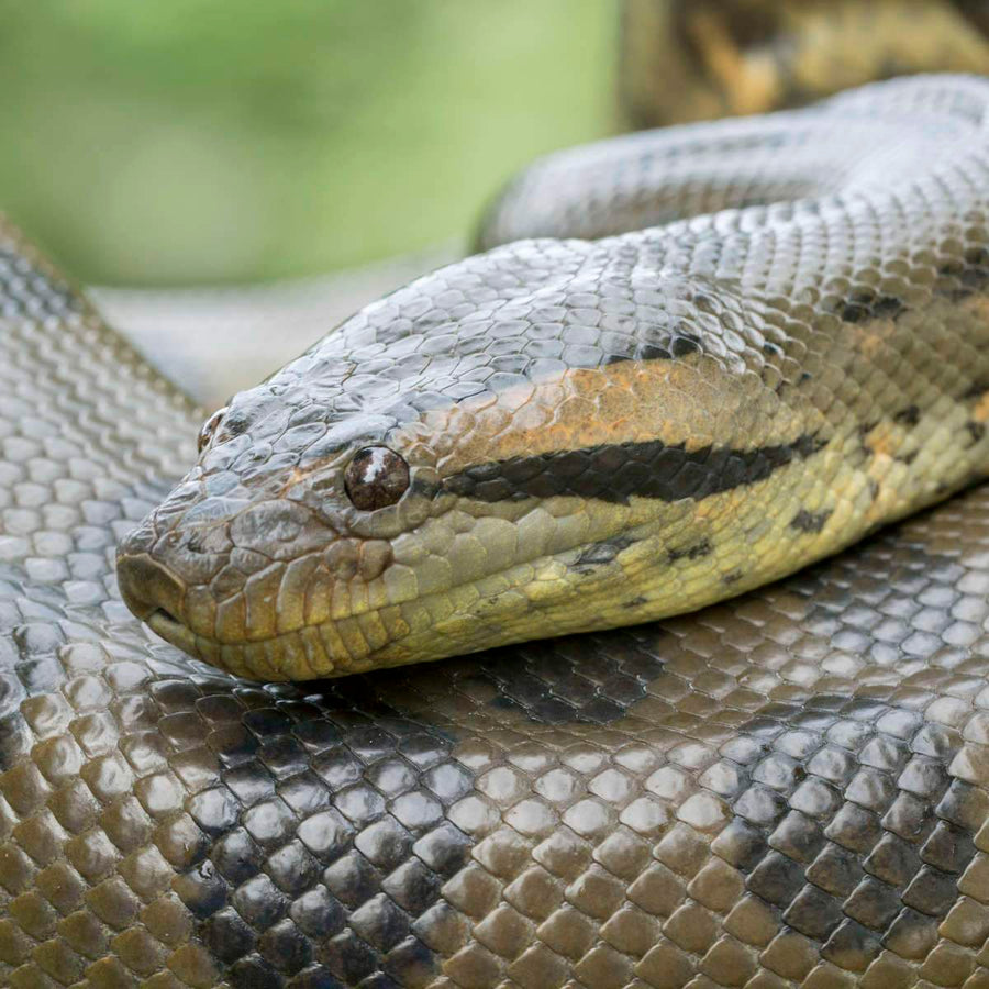 Shy Albino Burmese Python Wall art | Elephant Stock