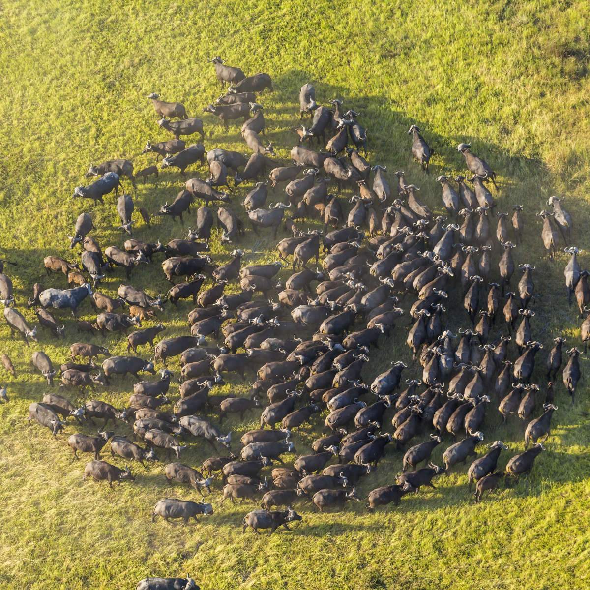 Buffalo Wall Art