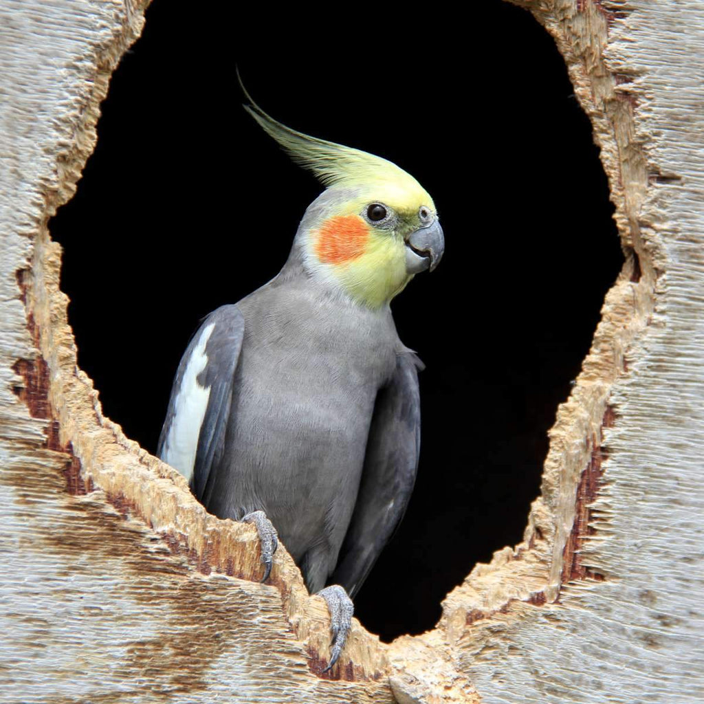 yellow cockatiel bird