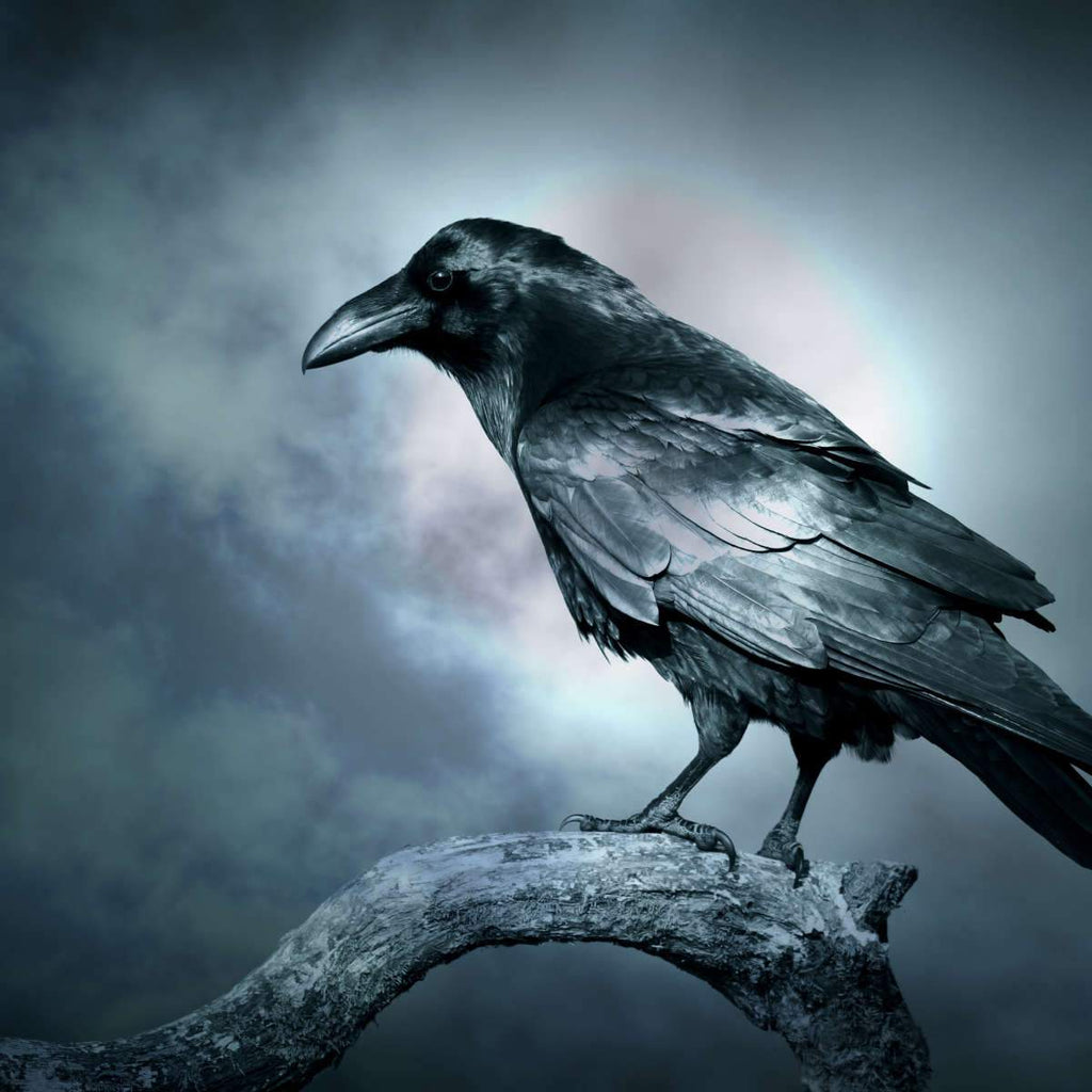 evil crow sketch