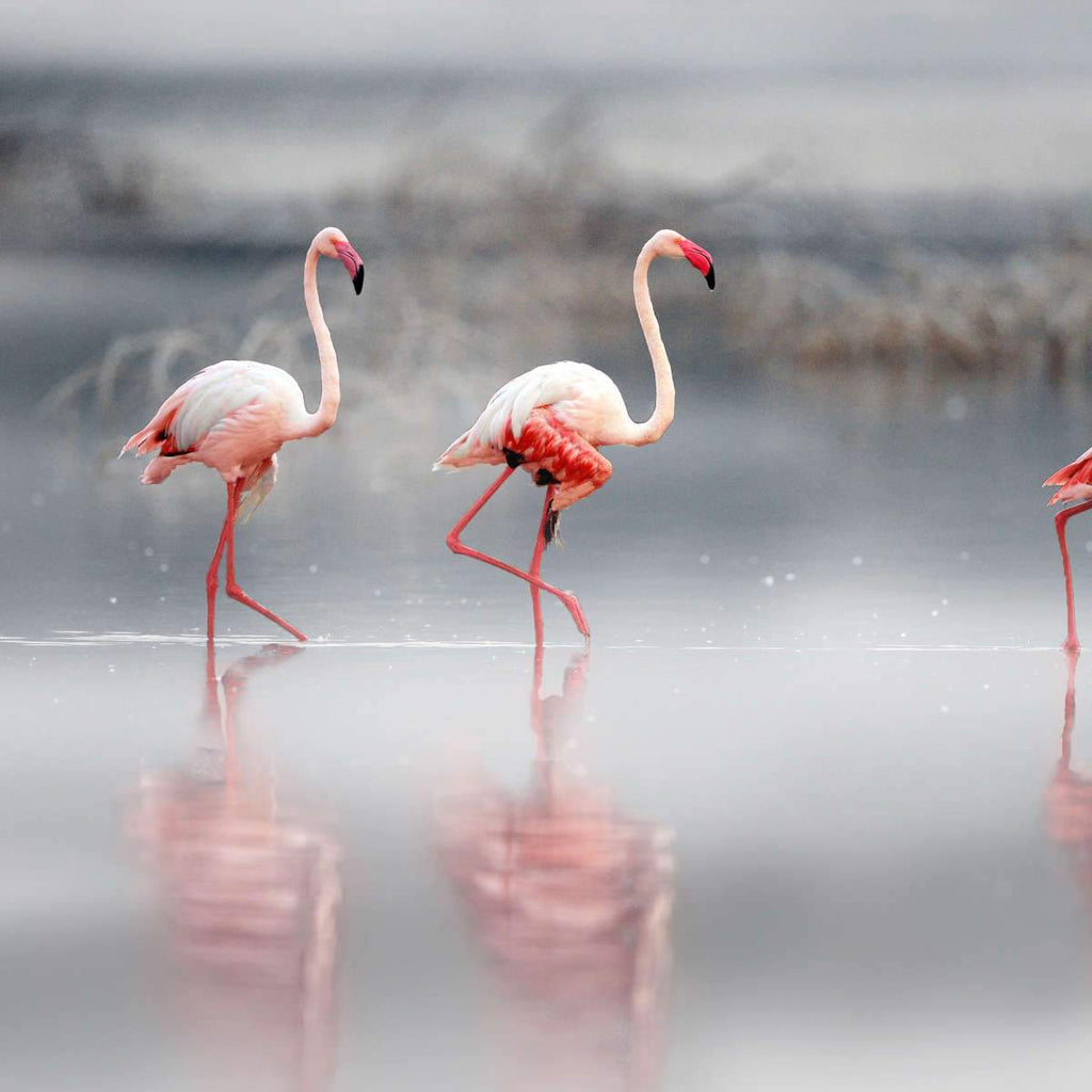 Pink Flamingo On The Beach by Stocksy Contributor Jovana Milanko