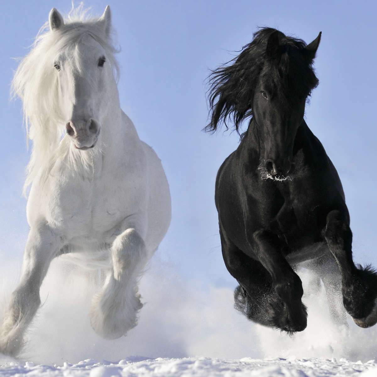 black and white horse running photography