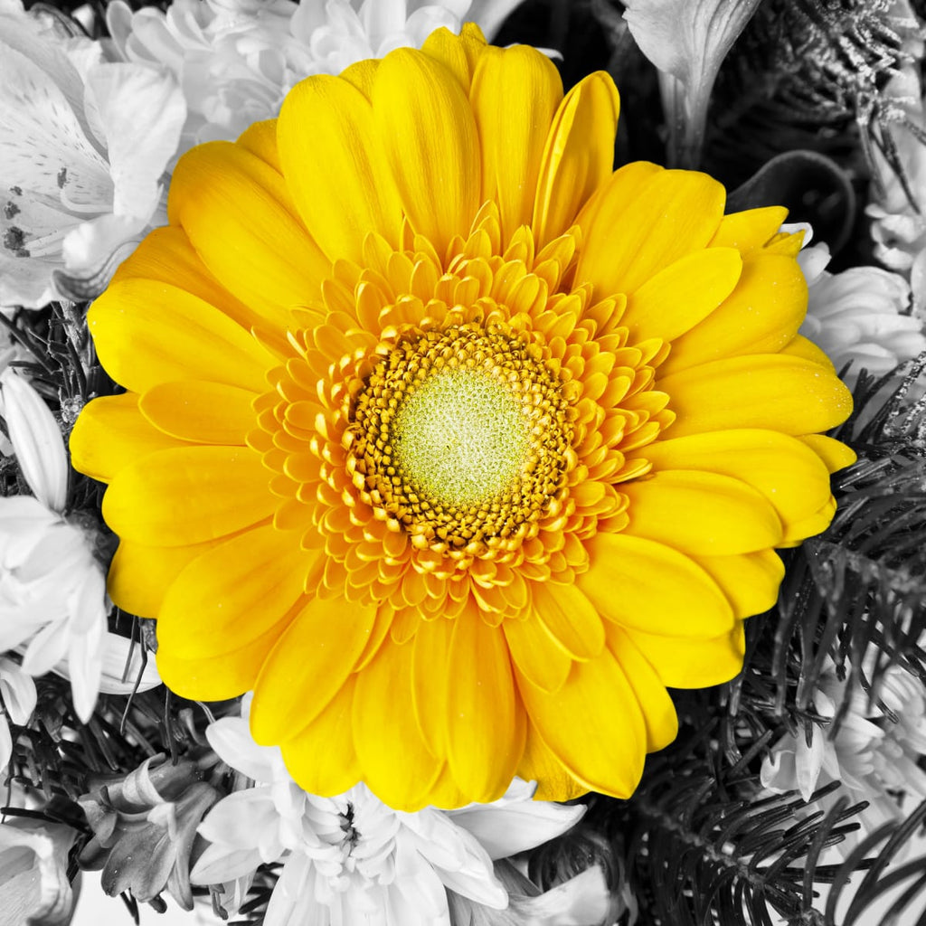 gerbera daisy desktop background