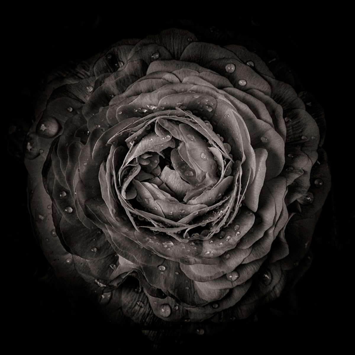 Gothic Rose Wall Art