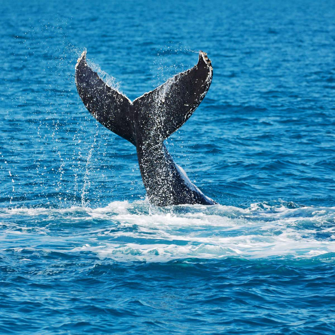 Whale In Blue Wall Art | Watercolor