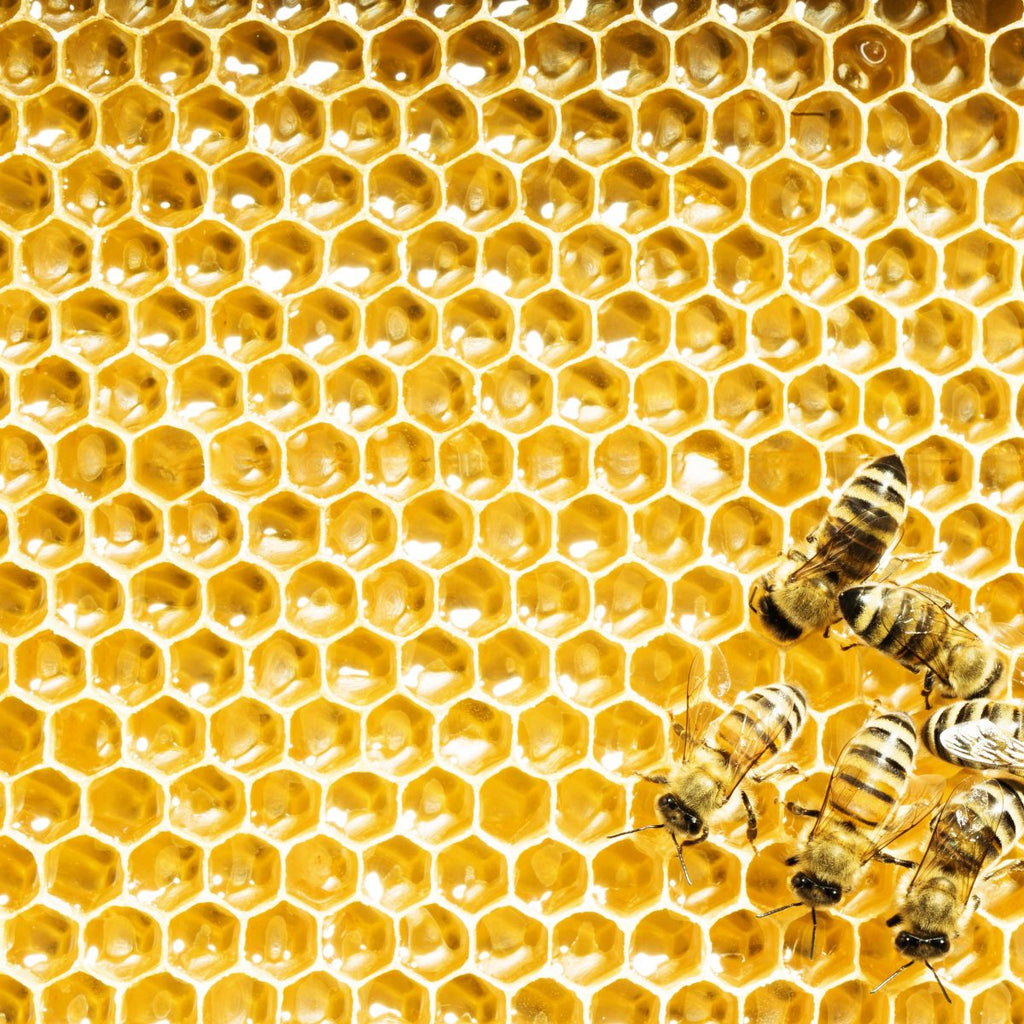 https://www.elephantstock.com/cdn/shop/collections/honey-bee-wall-art.jpg?crop=center&height=1024&v=1653556193&width=1024