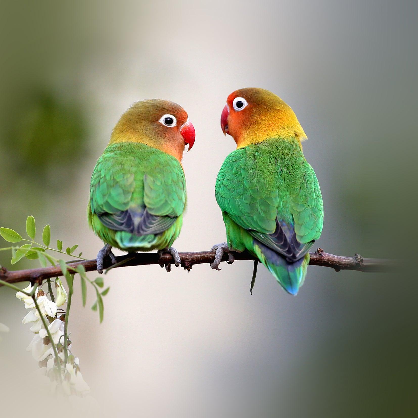 Lovebirds Wall Art