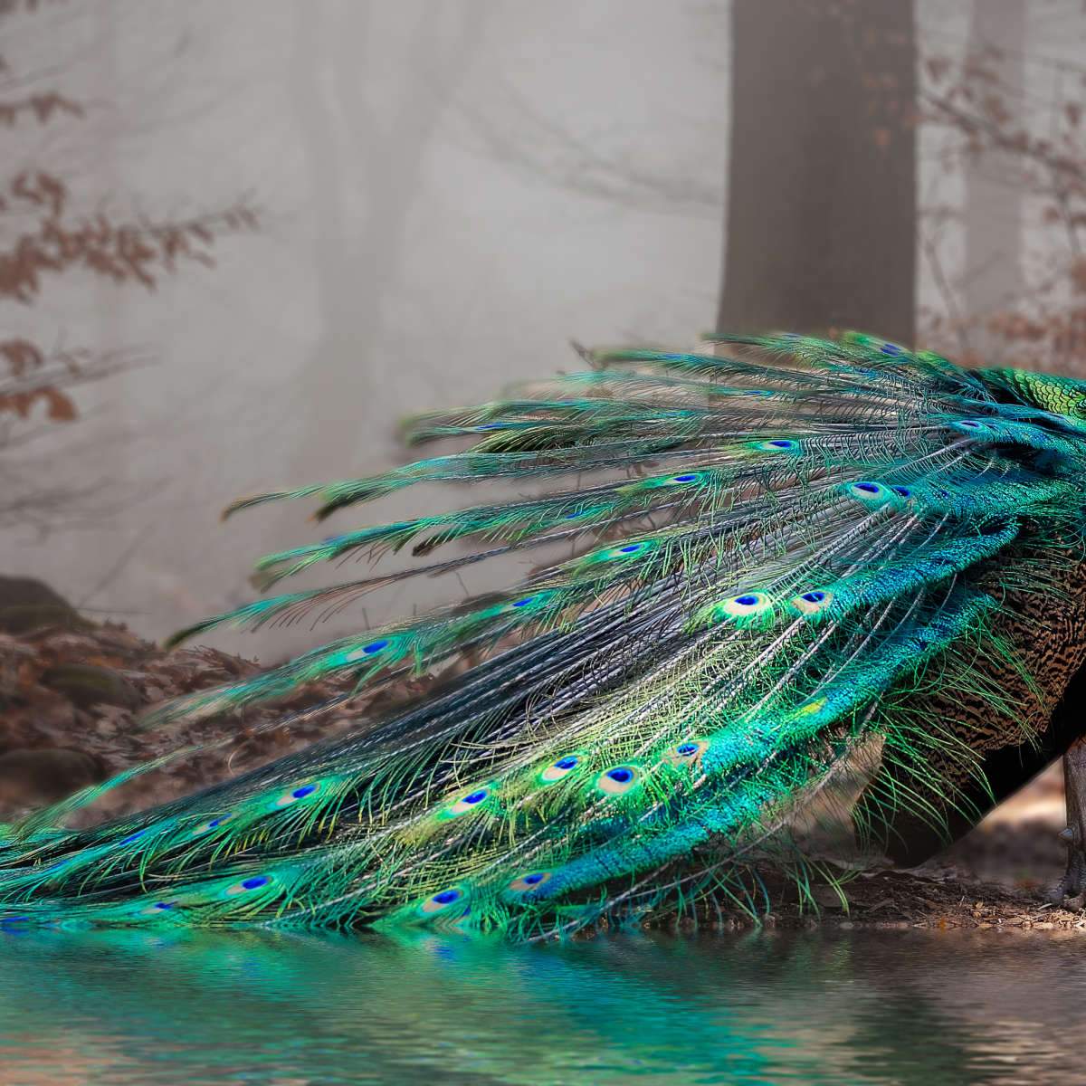 HD wallpaper: Peacock, feathers | Wallpaper Flare