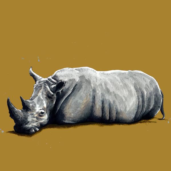rhino drawing