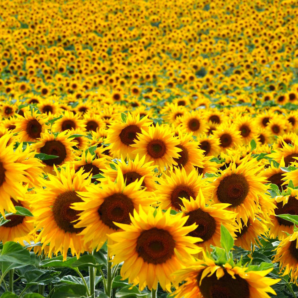 Sunflower Field Wall Art | Prints, Framed Prints And Multi Panel Art