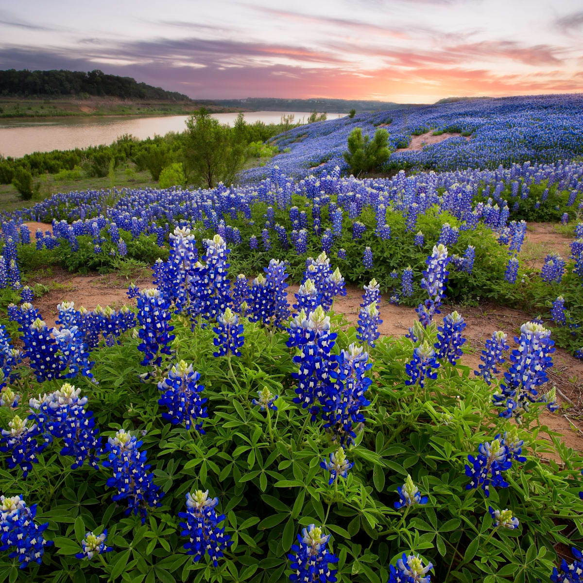 Texas Bluebonnet Wall Art Prints Framed Prints And Multi Panel Art   Texas Bluebonnet Wall Art 